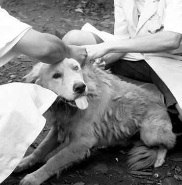 传染科 狂犬病 症状 > 正文    (二)侵入中枢神经期 病毒沿周围神经的