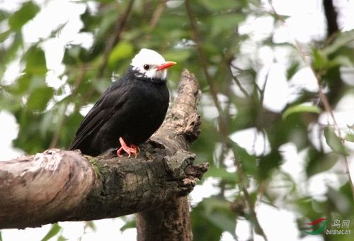 白头红嘴黑鹎