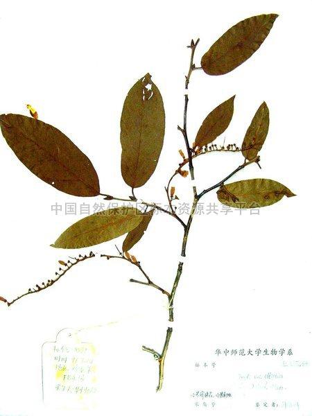 小果珍珠花小果南烛