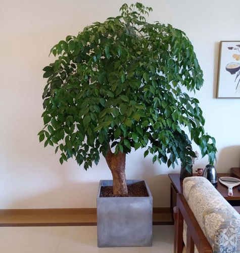 大型盆栽富贵树幌伞枫 办公室绿植盆景室外半阴植物