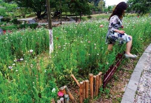 花圃护栏难挡踩花大盗从荷兰进口花卉遭破坏