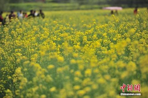 近日,云南安宁市螳螂川油菜花进入盛花期,金色的花海吸引众多市民到此