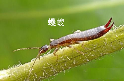 北方地区常见的虫和兽