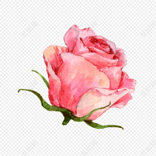 水彩手绘玫瑰花素材