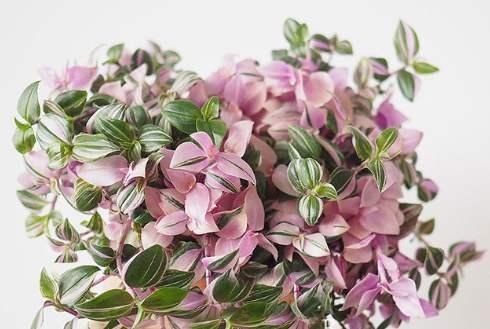 超级好养的婚礼吊兰,美的太梦幻了