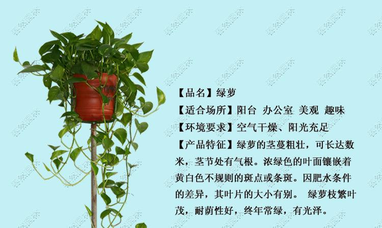 批发绿植盆栽 四季常青植物 绿萝 适合盆栽 水培 垂吊