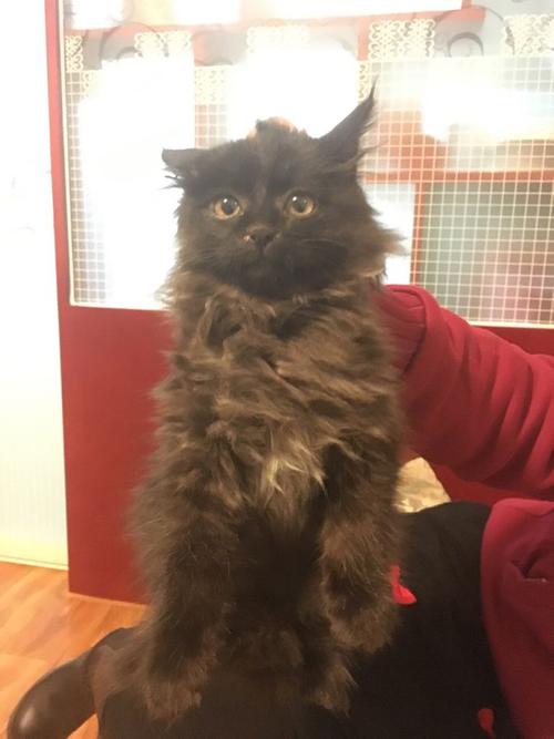 求问猫的品种 灰色 长毛