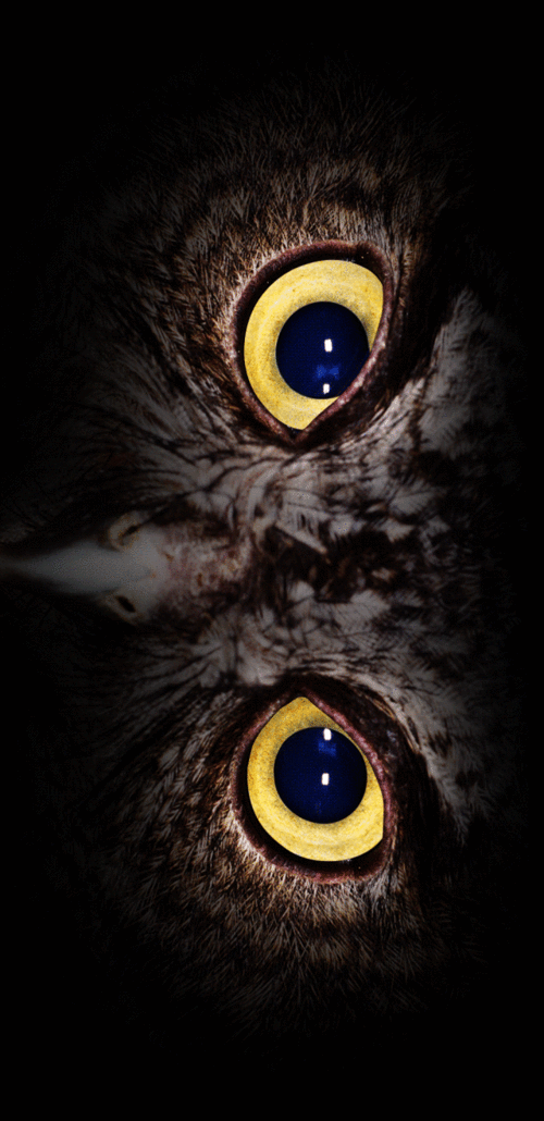 【宝晋∞新闻】哼!一切猎物都逃不过我的"眼睛"