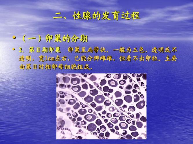 5第二章主要养殖鱼类的人工繁育第一节鱼类繁殖的一般知识ppt