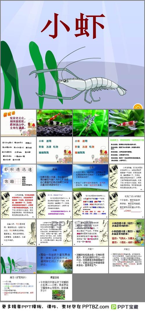 小虾课件ppt
