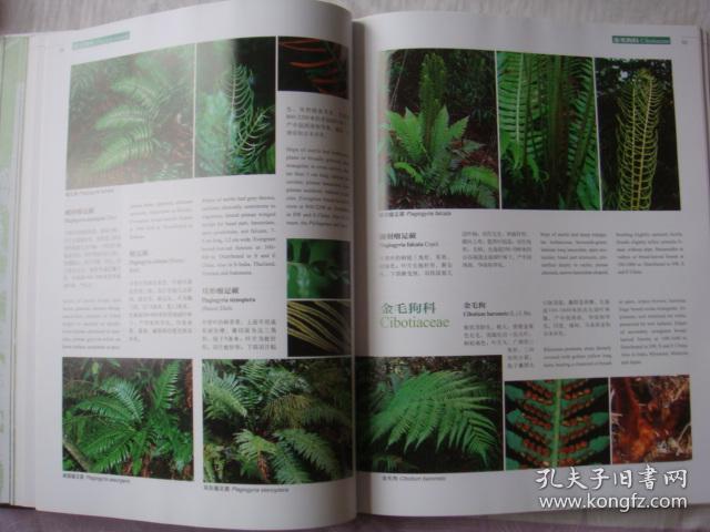 中国高等植物彩色图鉴 第二卷 蕨类植物·裸子植物