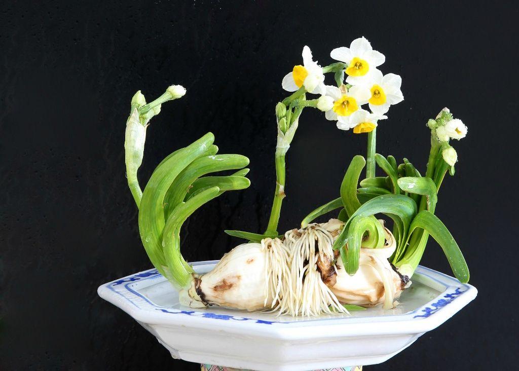 水仙专题_水仙花图片_水仙花养殖 - 四季盆栽