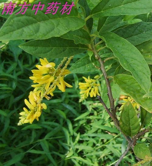 克500 黄花倒水莲要材野生倒吊黄根黄花大远志观音串倒吊王黄花参