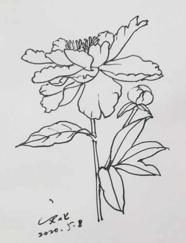 其它 【停课不停学文化美术课堂之】如何写生芍药花