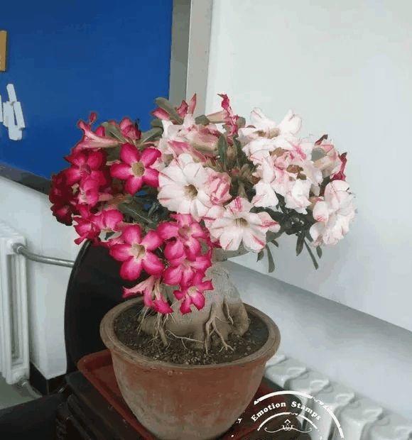 花花首先让大家欣赏一下,到底开花的沙漠玫瑰有多漂亮!