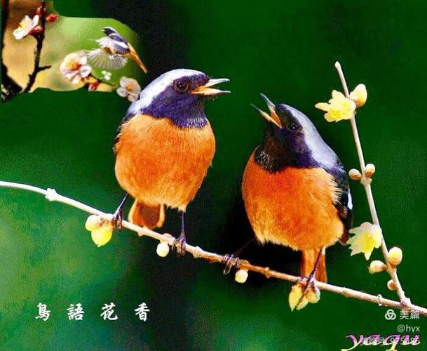 鸟语花香满园春!
