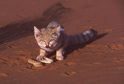 猫科动物真的不怕蛇?看下它们都是怎么被蛇杀死的
