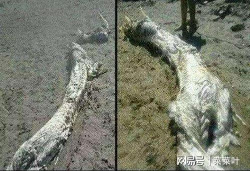 释疑解惑:历史上那么多的坠龙事件都是真的吗?