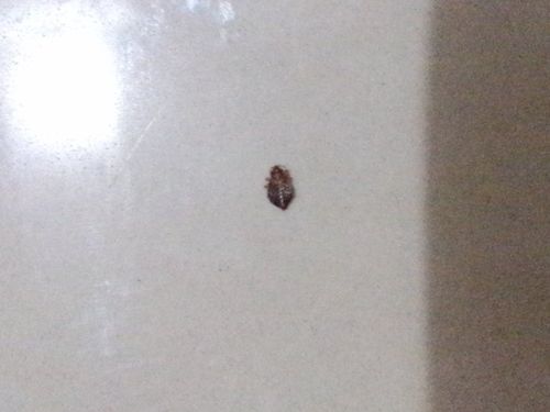 在广东出租房里发现一种像跳蚤一样的吸血虫子怎么办