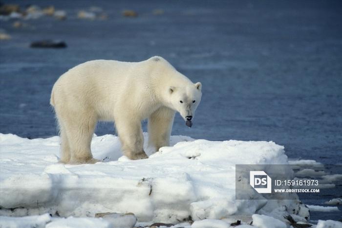 polar bear on ice