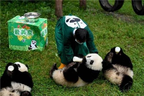 蛋糕的底座是火锅样式,九宫格内装满了大熊猫爱吃的竹叶,竹笋,胡萝卜