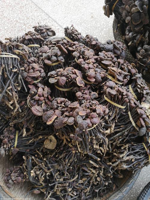 竹灵芝药用价值,竹灵芝市场批发价格
