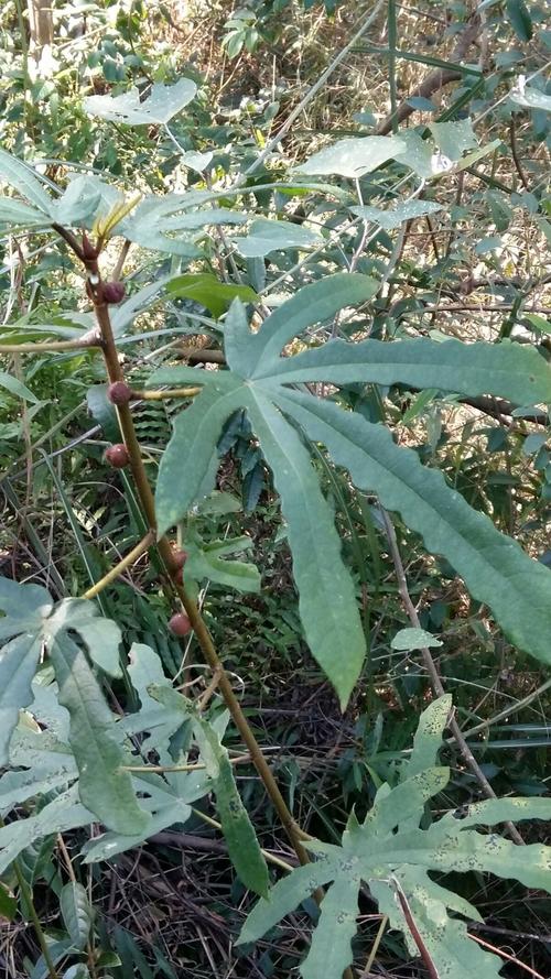 五指毛桃都知道,七指毛桃见过吗,仔细看不同的是七片叶子哦,据说很