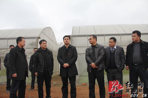 王建球在调研我县烤烟,农业生产时强调_时政要闻_宜章新闻网