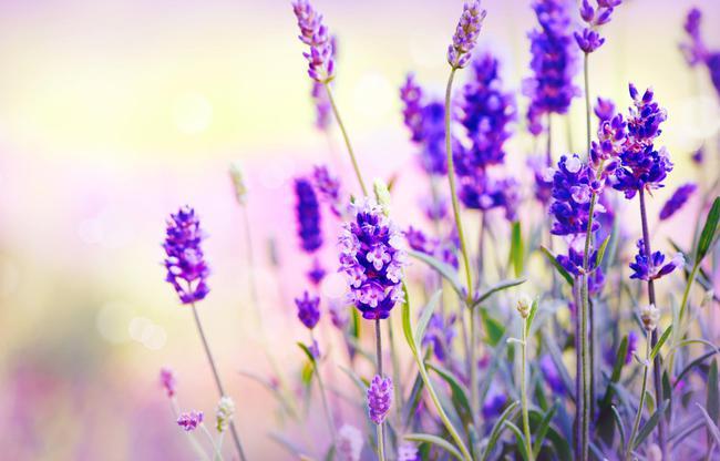 薰衣草紫 是夏天最温柔的样子(薰衣草观赏地推荐)