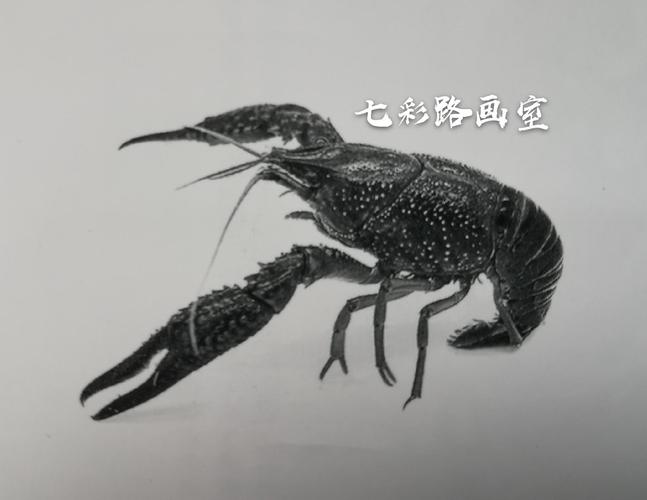 七彩路画室线上公益课堂素描篇《风车的画法》和《小龙虾的画法》(五)