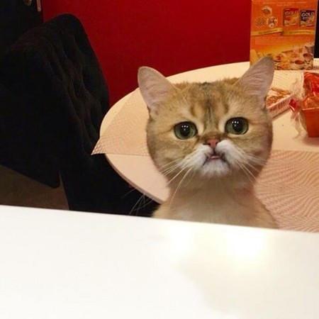 龅牙猫咪获宠 满脸的宝宝有小情绪