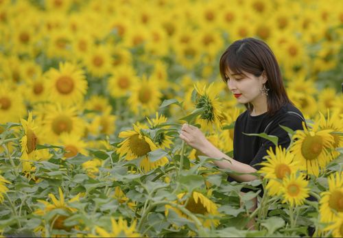 向日葵唯美人像