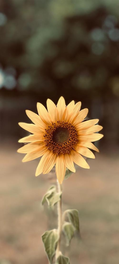 全面屏壁纸灿烂的向日葵