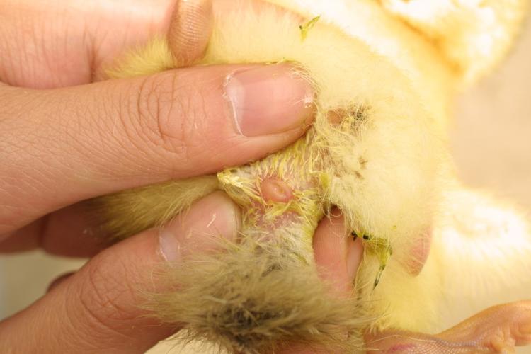 【国际娱乐】年薪38万的"小鸡性别鉴定师"?