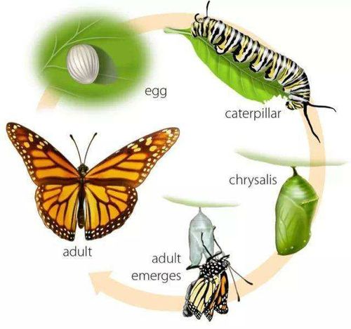 明白了毛毛虫这样变成蝴蝶的.