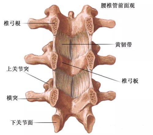 腰椎椎弓根切断,显示黄韧带