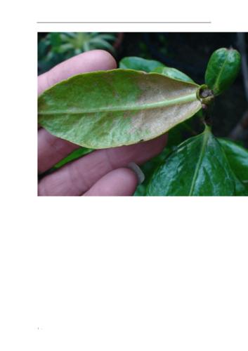 茶花常见病虫害图片