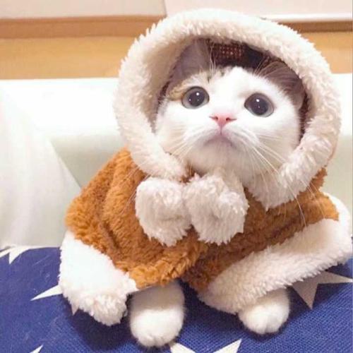 分为三大块 可爱萌娃情侣头像,可爱动漫情侣头像,可爱猫咪(狗狗)情侣