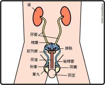 前列腺炎要注意哪些日常问题