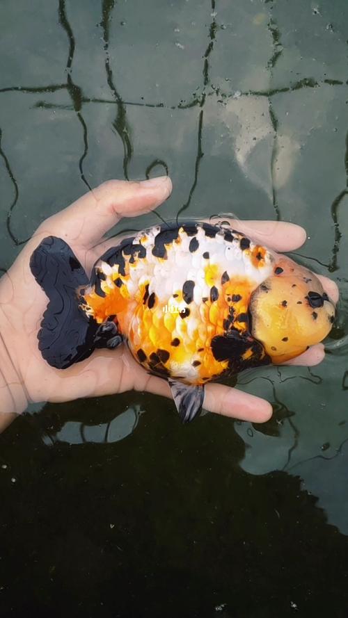 长身梳子背,真漂亮_梳子_兰寿金鱼_宠物_宠物其他