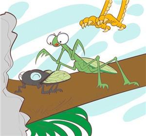 螳螂捕蝉黄雀在后的手抄报 手抄报简单又好看