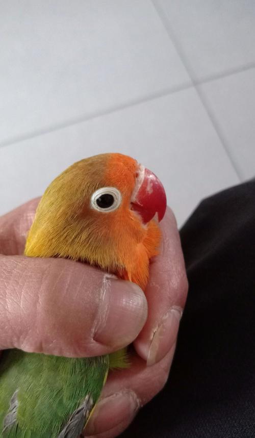 大神们,帮忙看下牡丹鹦鹉公母