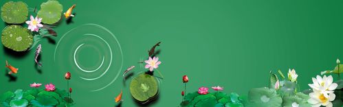 荷花荷叶banner海报背景图片素材