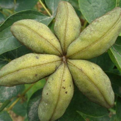 牡丹种植基地现货出售 牡丹籽 油用牡丹籽 量大从优