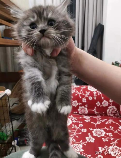 重点手套布偶公猫和虎斑美短母猫配种的宝宝会好看吗