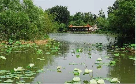 界首莲浦湖省级湿地公园