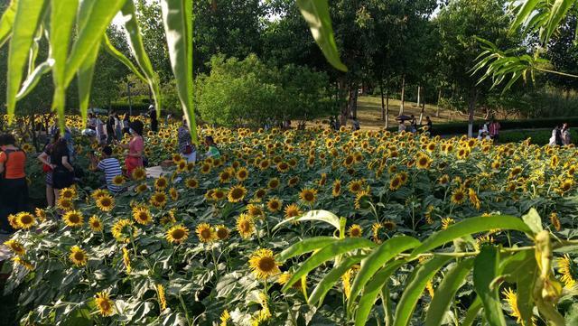 免费厦门园博苑海洋岛6000㎡向日葵花海绽放现在是最佳观赏期