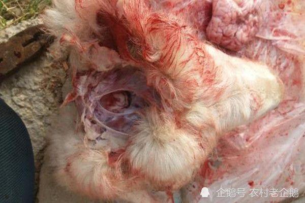 羊脑包虫病的防治方法_腾讯新闻|症状|脊髓|治疗_网易