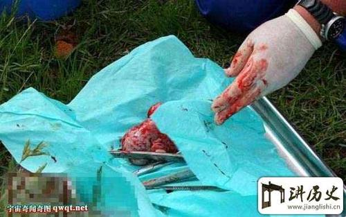 实拍种马被阉割的血腥过程 看着都痛 太残忍了