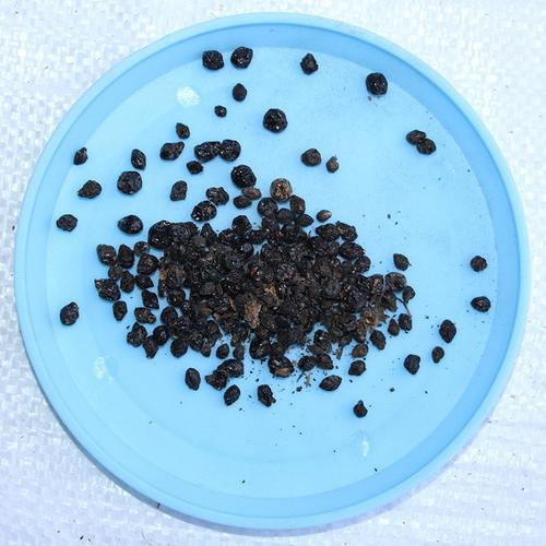 批发供应 五色梅种子 大红绣球种子 当年新采 量大从优